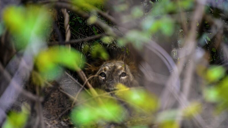 A lesson into why maldharis in the Gir forest know lions so well as to name them as Rajyo, Shekara, Maulana, Ram and Shyam!